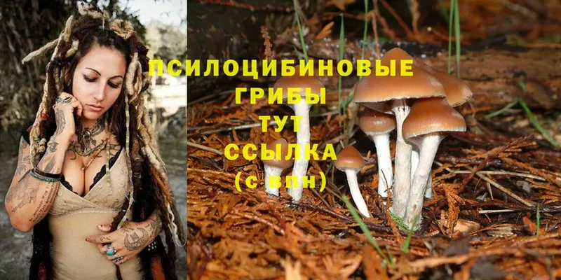 Галлюциногенные грибы Psilocybe  Черногорск 